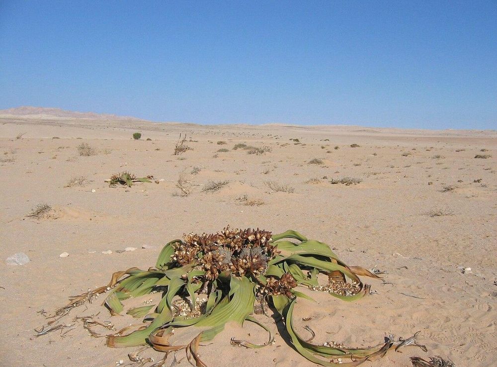 File:Welwitschia Trail Ende.JPG - Wikimedia Commons