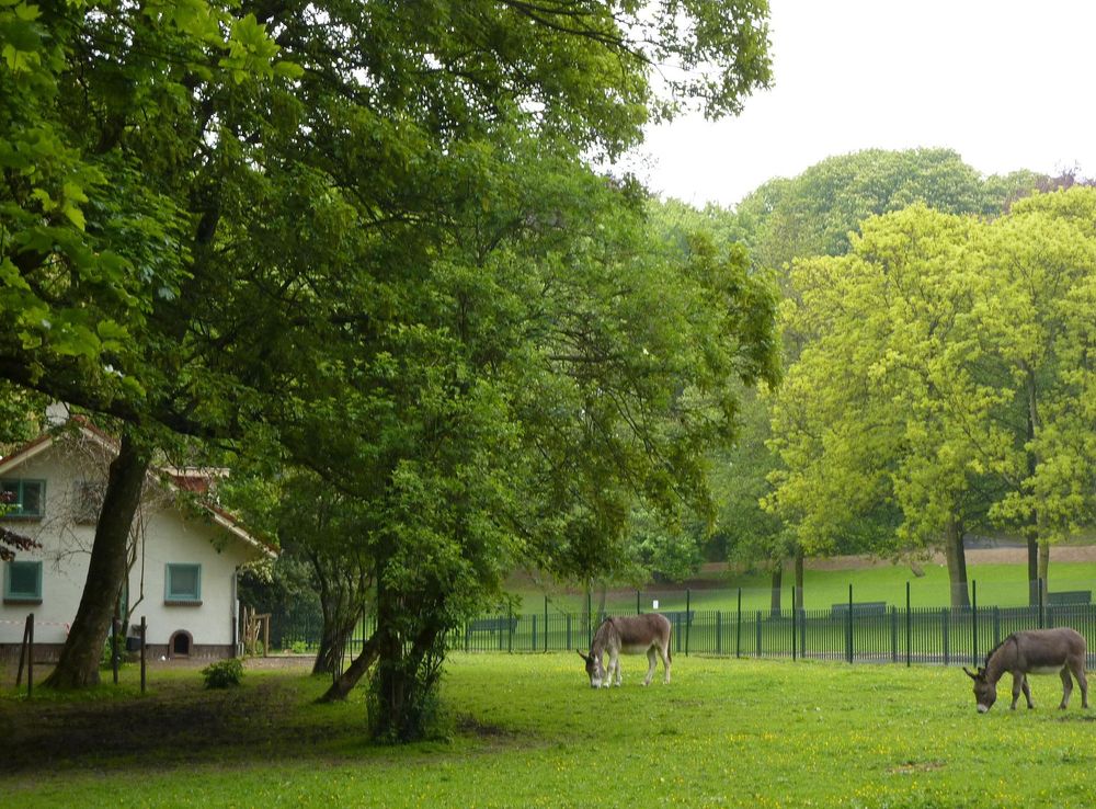 File:Schaerbeek-Parc Josaphat-Anes-001.JPG - Wikimedia Commons