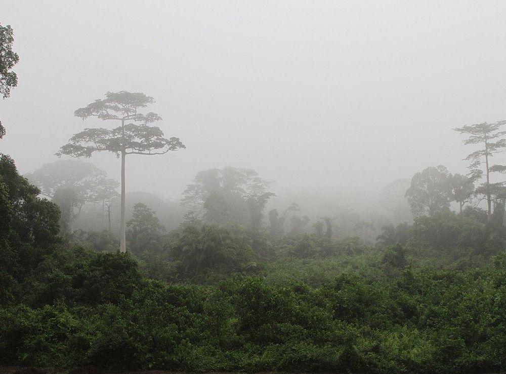 File:Taï National Park (24148248710).jpg - Wikipedia