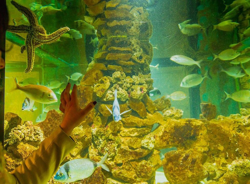 File:Lady Watching Fish In Aqarium (45343731055).jpg - Wikimedia Commons