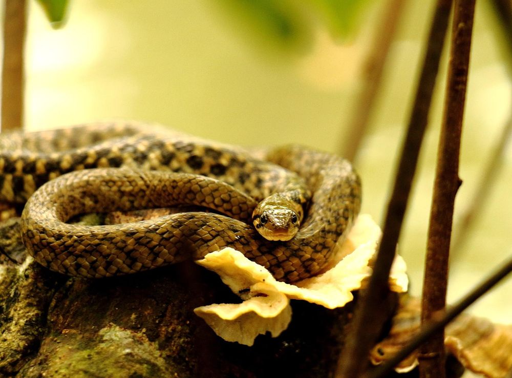 File:Snake in Ratagul Swamp Forest.JPG - Wikimedia Commons