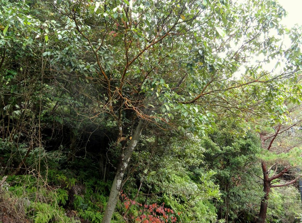 File:Pasania glabra - Miyajima Natural Botanical Garden - DSC02415.JPG -  Wikimedia Commons