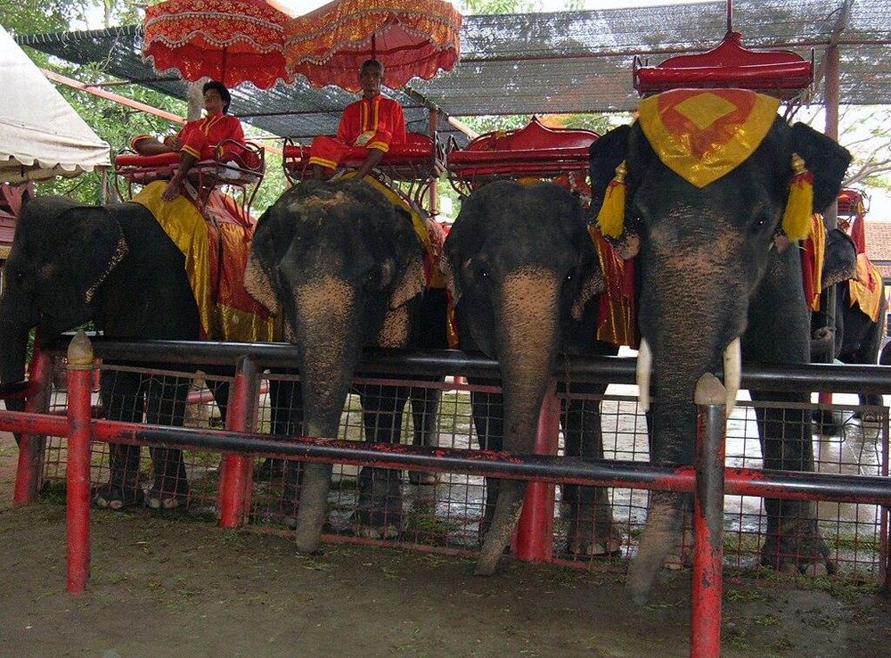 File:Elephants at Ayutthaya Elephant Camp.JPG - Wikimedia Commons