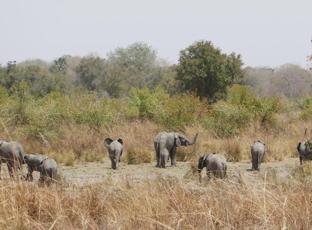 File:Parc national de la Pendjari-Eléphants (2).jpg - Wikimedia Commons