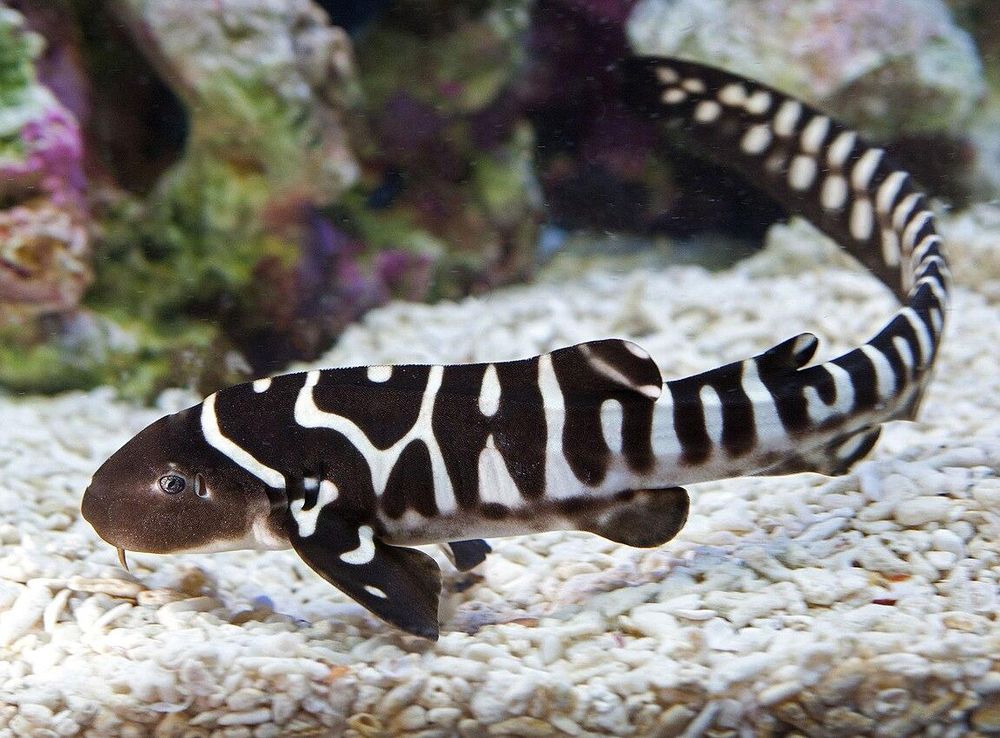 File:Zebra Shark Baby.jpeg - Wikimedia Commons
