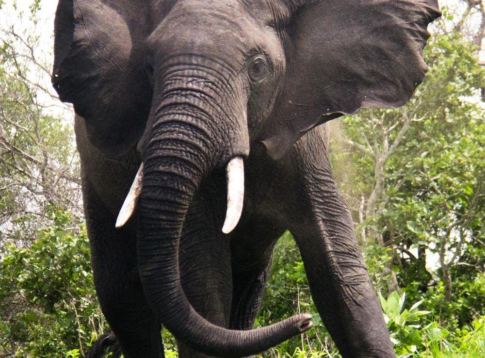 File:Elephant (25696217).jpeg - Wikimedia Commons