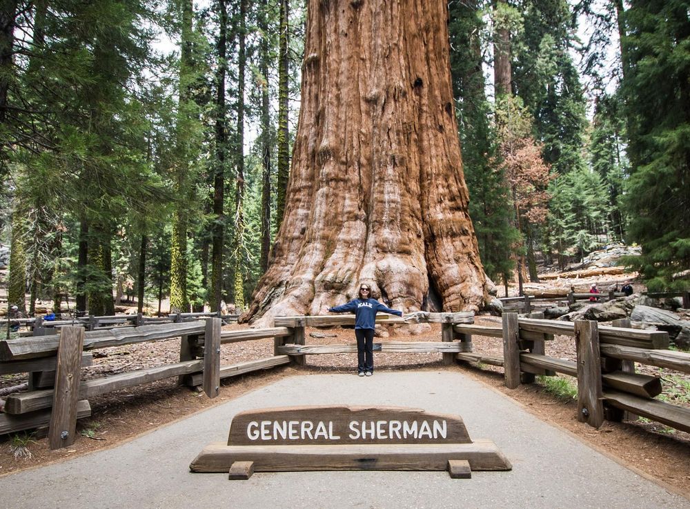 Fichier:The General Sherman tree - Sequoia National Park (33241877800).jpg  — Wikipédia