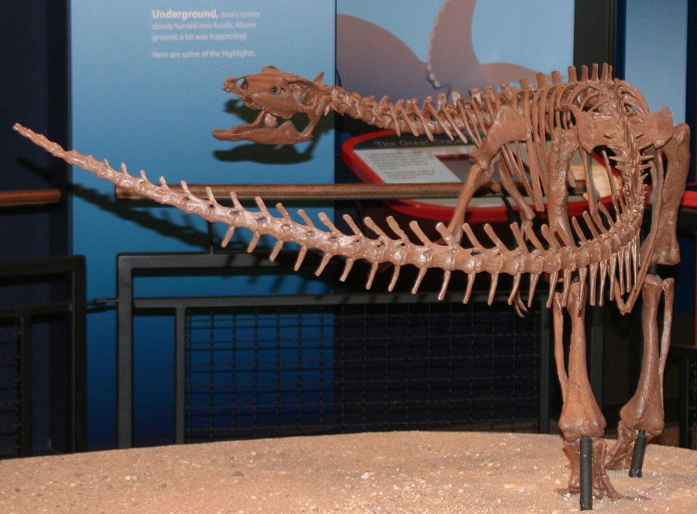 File:Burpee - Thescelosaurus.JPG - Wikimedia Commons