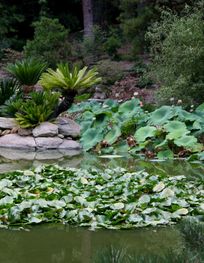 Japanese Garden, Lotusland.jpg ...