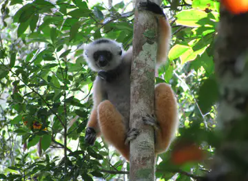 Andasibe-Mantadia National Park