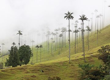 File:Valle de Cocora, Colombia 03.jpg - Wikipedia