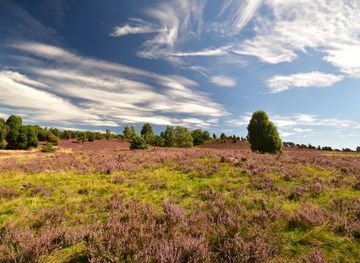 Lüneburg Heath