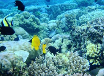 Pulau Bunaken