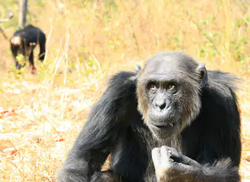 Chimfunshi Wildlife Orphanage