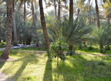 Al Ain Oasis