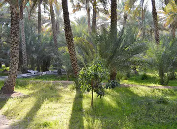 Al Ain Oasis