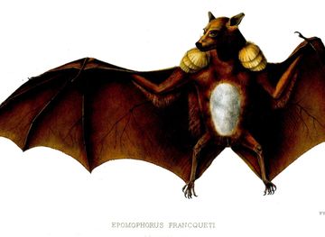 List of bats - Wikipedia
