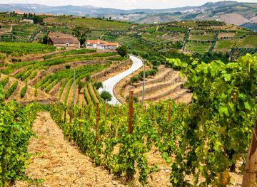File:View of vineyards in The Douro Valley.jpg - Wikimedia Commons