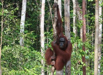 File:Orang Utan at Tanjung Puting National Park.jpg - Wikimedia Commons