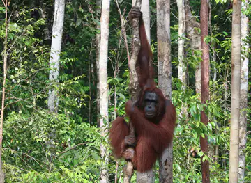Kalimantan