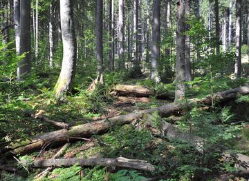 Šumava