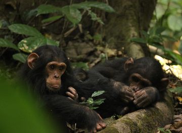 File:Chimps in Gombe.jpg - Wikimedia Commons