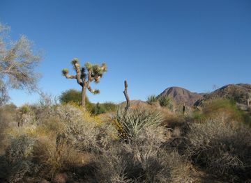 Palm Desert