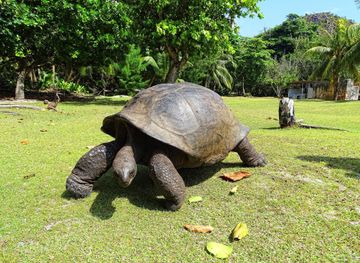 File:Curieuse Marine National Park Aldabra giant tortoise.JPG - Wikimedia  Commons