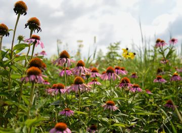 Western Ohio
