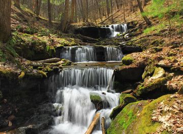 DeSoto National Forest