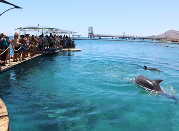 Dolphin Reef