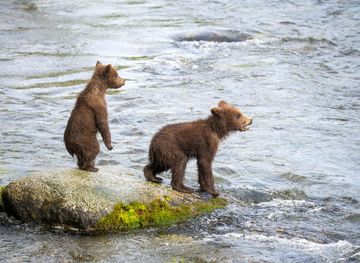Everything You Want to Know About Katmai National Park's Fat Bears | U.S.  Department of the Interior
