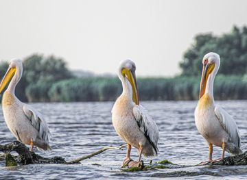 Dobrogea Plateau