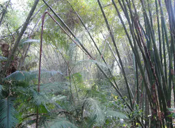 Lawachara National Park