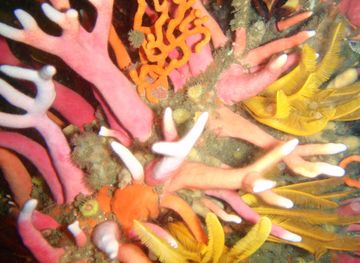 Rongelap Atoll