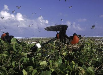 File:Johnston Atoll Seabirds FWS.jpg - Wikimedia Commons