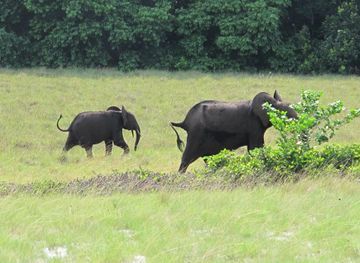 File:Gabon Loango National Park Elephant with offspring.jpeg - Wikimedia  Commons