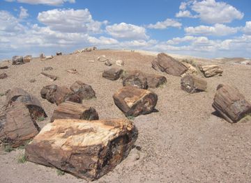 File:Petrified Forest National Park Wood.jpg - Wikipedia