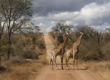 File:Giraffes in Kruger National Park.jpg - Wikimedia Commons