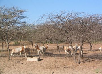 Sir Bani Yas Island
