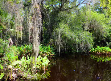 Fakahatchee Strand Preserve State Park