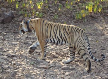 Ranthambore