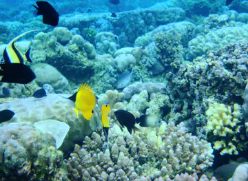 North Sulawesi