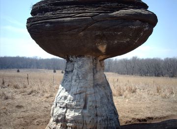File:Mushroomsp.JPG - Wikimedia Commons