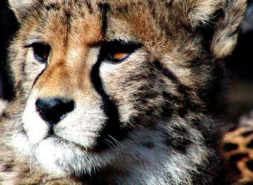 Dosiero:Cheetah.JPG - Vikipedio