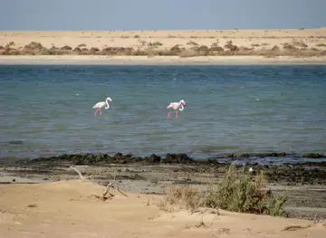 File:Wild Flamingos (3210517262).jpg - Wikimedia Commons