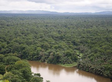 File:Tortuguero Palm Forests.JPG - Wikimedia Commons