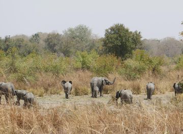 File:Parc national de la Pendjari-Eléphants (2).jpg - Wikimedia Commons