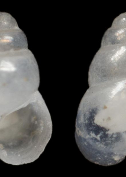 Файл:Barleeia albicolor (MNHN-IM-2000 ...