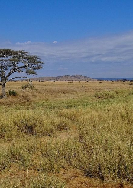 File:Serengeti-Landscape-2012.JPG ...